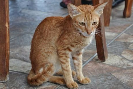 猫咪突然瘦了为什么