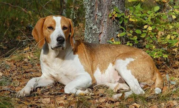 了解一下英国猎狐犬扁桃体炎治疗方法吧! 了解一下英国猎狐犬扁桃体炎治疗方法吧!