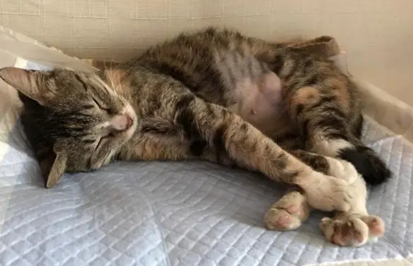 死猫发出的气味有毒吗