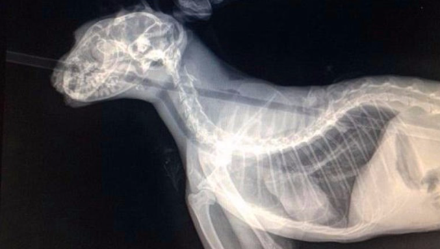 猫咪为什么要拍x光呢 猫咪为什么要拍x光呢