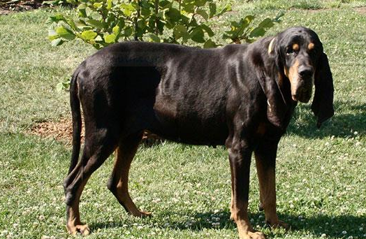 黑褐猎浣熊犬怎么喂养?来这里看看吧 黑褐猎浣熊犬怎么喂养?来这里看看吧