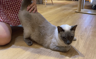 你知道猫为什么喜欢拍屁股？了解一下吧