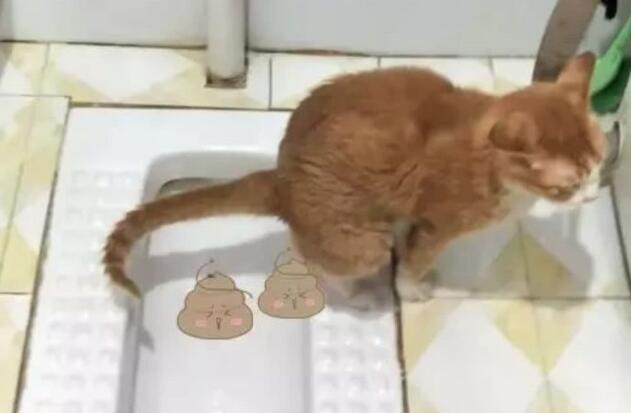 为什么猫咪爱拉别的地方的屎