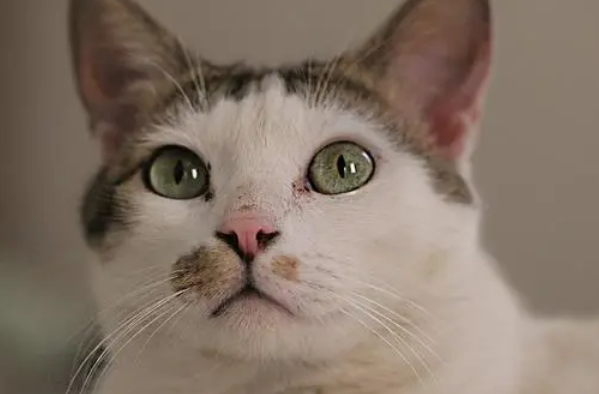 猫咪为什么不直视眼睛了怎么回事