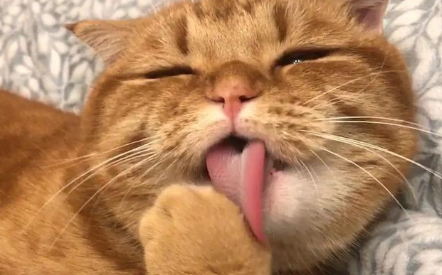 猫咪舌头可以向下卷起来吗