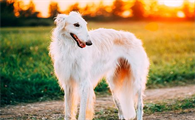 萌宠小知识:苏俄猎狼犬不能吃什么?