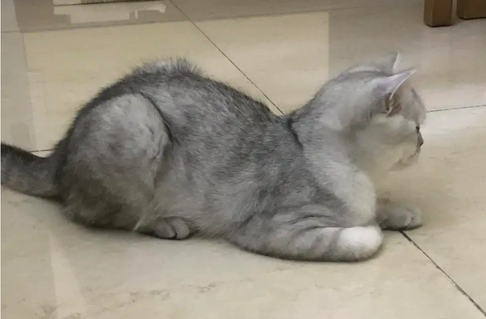 猫咪蹲着摆尾巴是为什么呢 猫咪蹲着摆尾巴是为什么呢