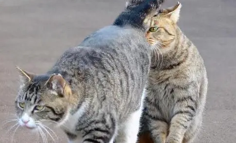 猫咪为什么需要配种呢