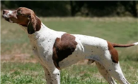 英国猎狐犬性格怎么样？好相处吗？