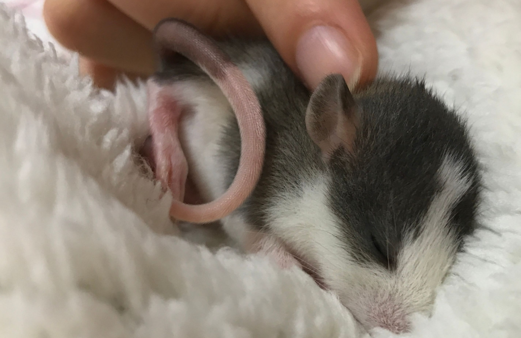 花枝鼠快死的七种表现 花枝鼠快死的七种表现