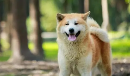 详解,秋田犬优缺点有哪些? 详解,秋田犬优缺点有哪些?