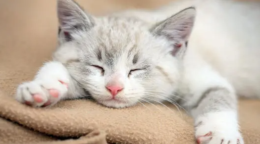 猫咪陪猫睡觉好吗为什么啊 猫咪陪猫睡觉好吗为什么啊