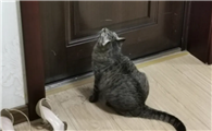 猫为什么喜欢在卧室门口