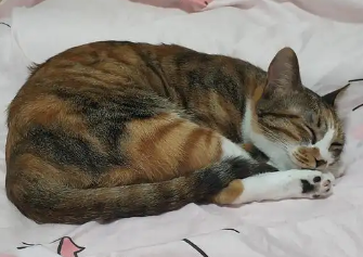猫咪为什么要到床上拉屎呢怎么回事