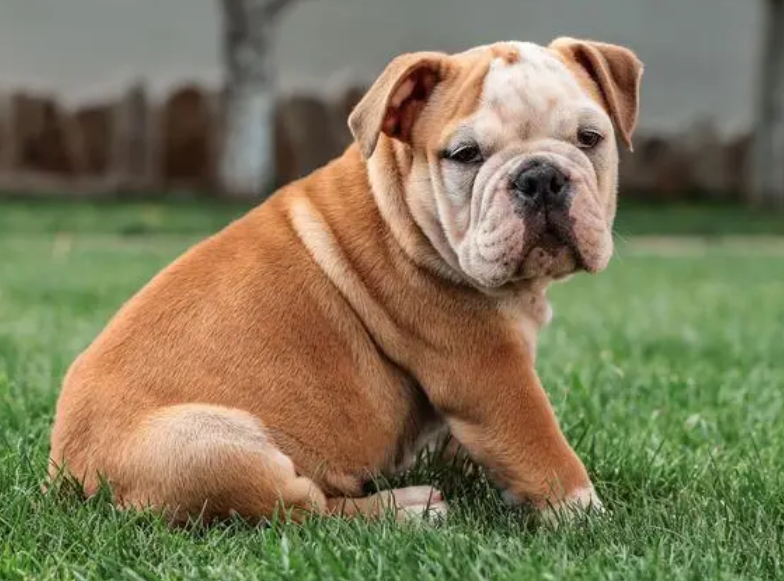 英国斗牛犬为什么禁养?原因是什么 英国斗牛犬为什么禁养?原因是什么