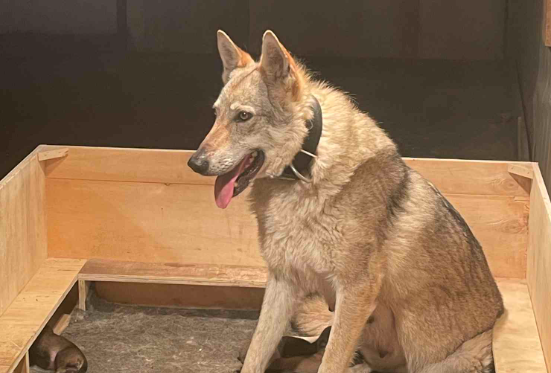 捷克狼犬在中国哪些地方禁养？看完你就知道了～