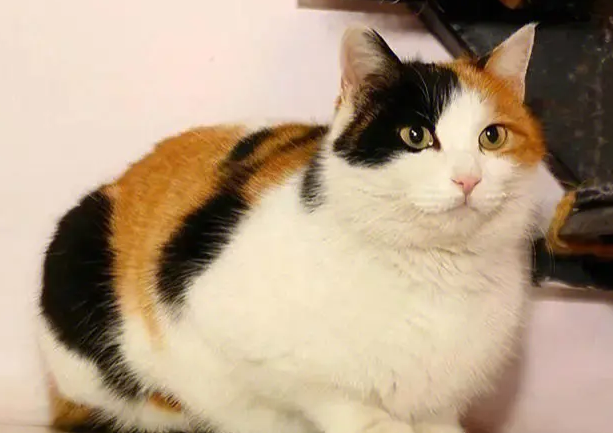 三花猫风水上的说法 三花猫风水上的说法