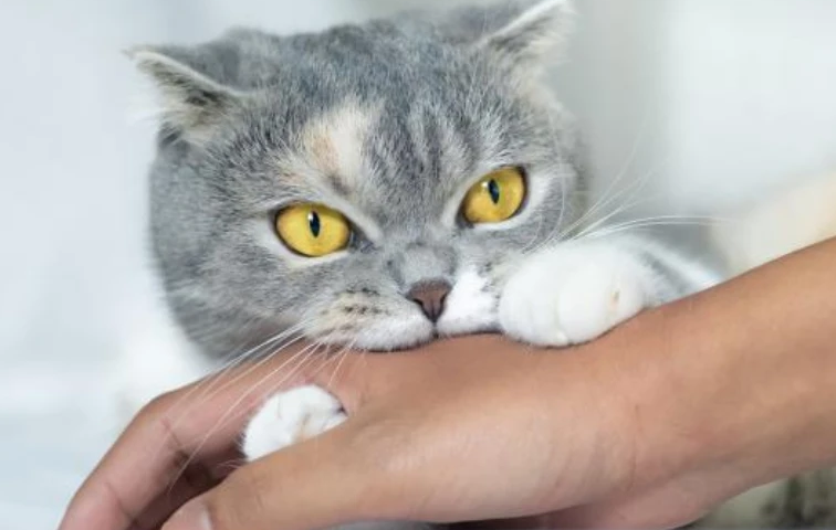 小猫崽为什么喜欢咬人