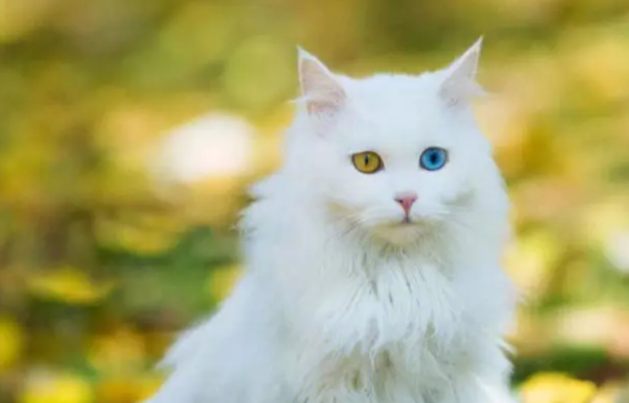 山东狮子猫吃什么好?快来了解一下 山东狮子猫吃什么好?快来了解一下