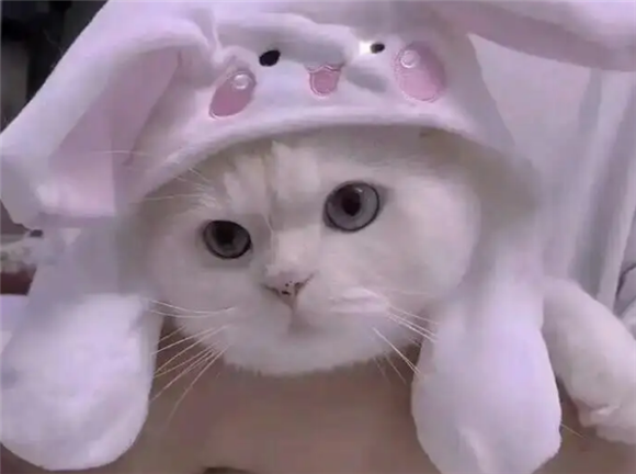 猫咪的嘴巴为什么有口水流出