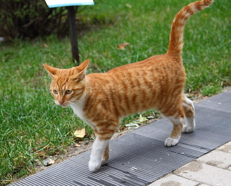 猫咪垂着尾巴溜达是为什么 猫咪垂着尾巴溜达是为什么