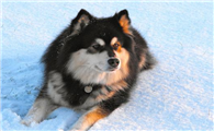 芬兰拉普猎犬怎么训练?什么因素影响最大?