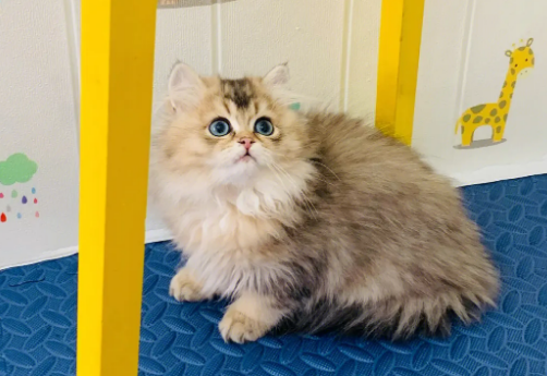 金渐层返祖猫的缺点