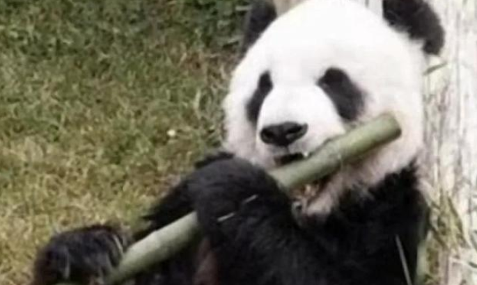 大熊猫乐乐遗体将移交上海动物园