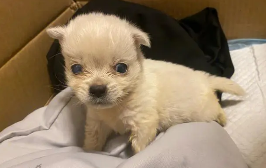 小奶狗一直哼唧的叫怎么办？只需几个小技巧！