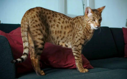 世界上十大最贵的猫 世界上十大最贵的猫