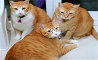 8个月的猫咪相当于人类的多少岁