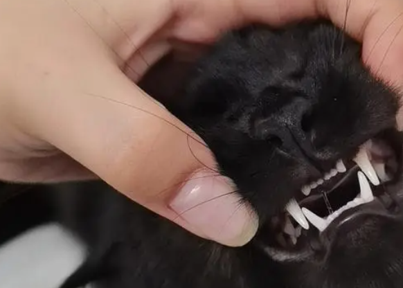 猫咪的牙齿为什么是双的 猫咪的牙齿为什么是双的