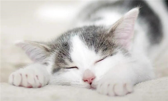 猫咪为什么不能在室外赏花睡觉
