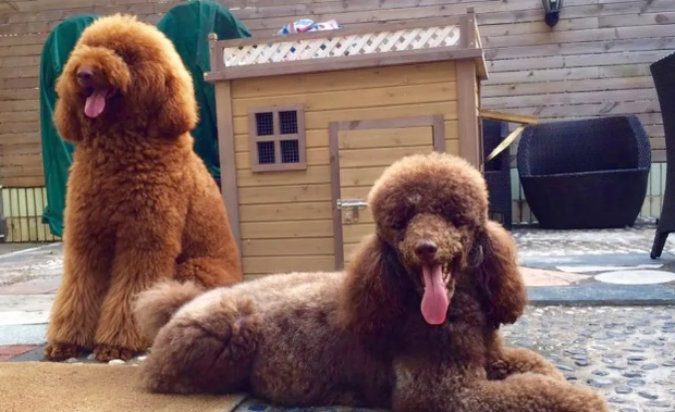巨型贵宾犬不扑人训练方法是什么？来看看吧