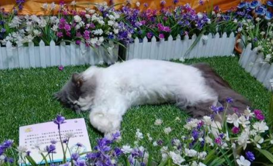 猫死了魂魄回来看主人吗
