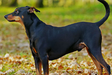 一文详解：训练德国宾莎犬要准备什么