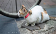母猫肚子还有却不生了