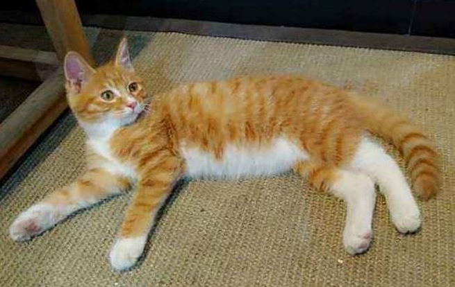 中学生能养猫吗