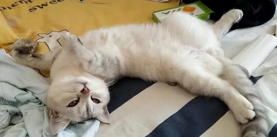 猫咪为什么会蜷缩睡觉叫个不停