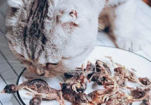 鹌鹑会被猫吃掉吗 鹌鹑会被猫吃掉吗