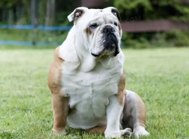英国斗牛犬怎么看纯种？来看看吧