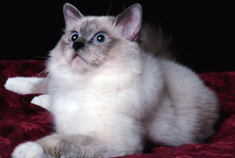 伯曼猫不能吃什么？来这里看看吧