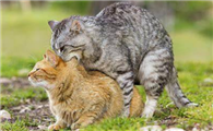 猫咪配种会疼吗