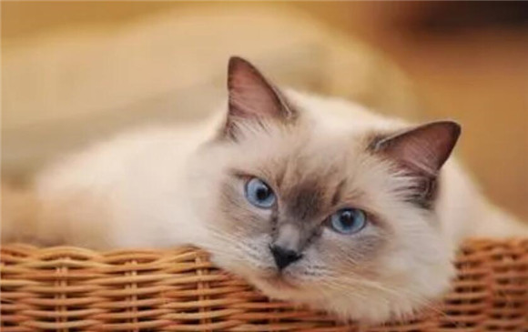 猫咪为什么老踩脚