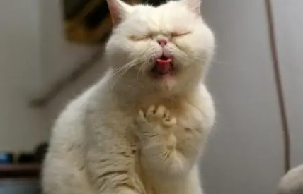 猫咪突然咳咳咳怎么回事