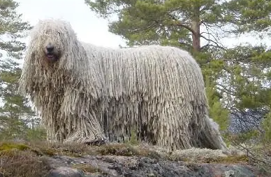 可蒙犬怎么梳毛?不知道的朋友来看看~ 可蒙犬怎么梳毛?不知道的朋友来看看~