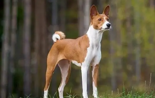 养宠小知识：巴仙吉犬耳朵清洁方法