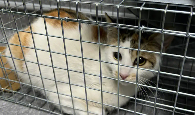 捕捉野猫百发百中的方法