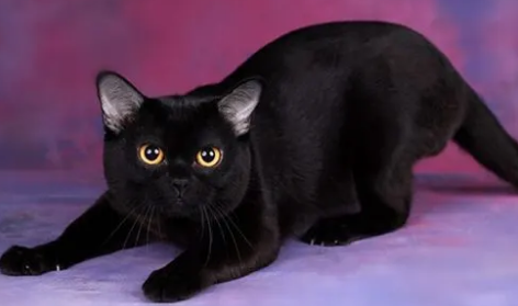土猫黑猫和孟买猫的区别