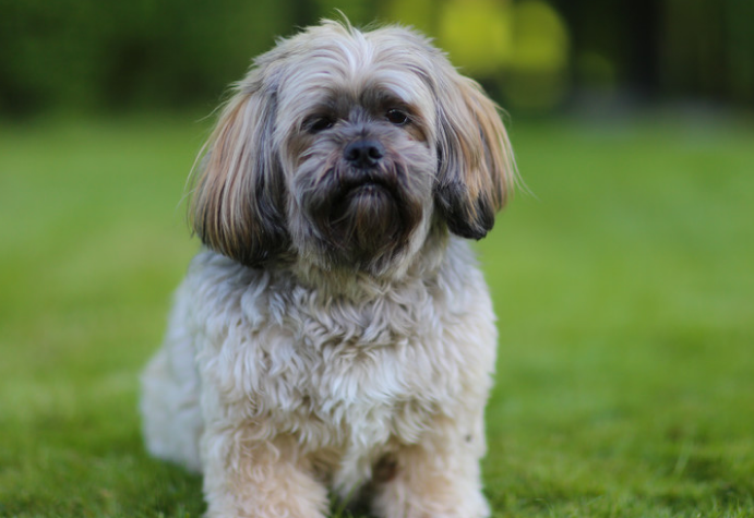 拉萨犬怎么训练大小便？正确的引导方法如下。